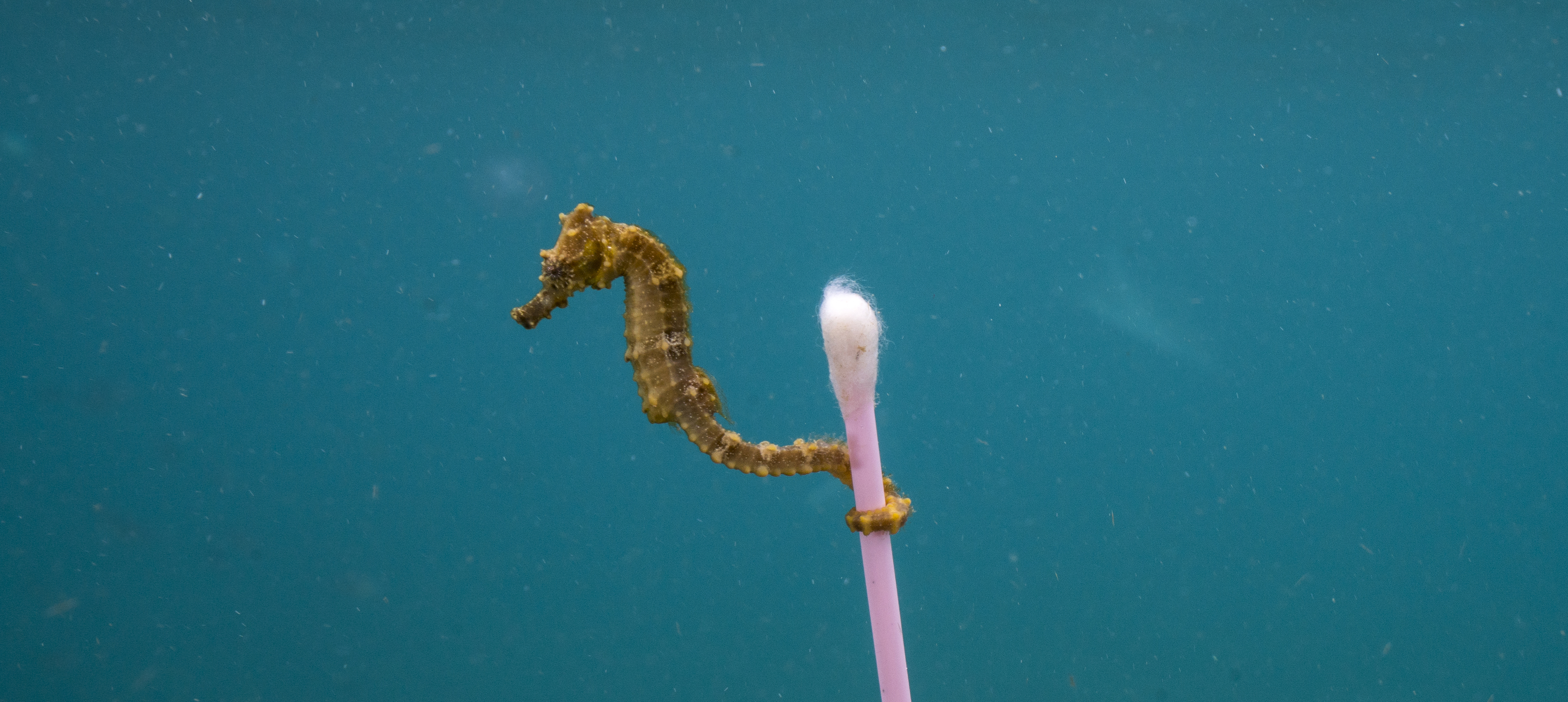 Seahorses often like to cling onto small pieces of detritus to help them float, but sadly this one lives in such polluted waters that a plastic cotton bud seems a good option. Image: Justin Hofman Image:Seahorses often like to cling onto small pieces of detritus to help them float, but sadly this one lives in such polluted waters that a plastic cotton bud seems a good option. Image: Justin Hofman
